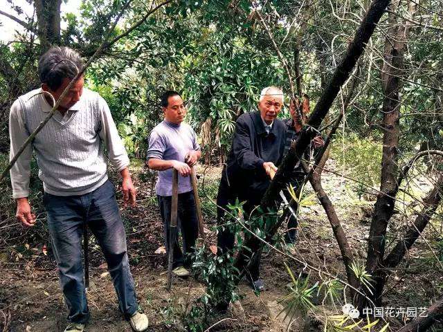 胡世勋：做盆景要与时俱进