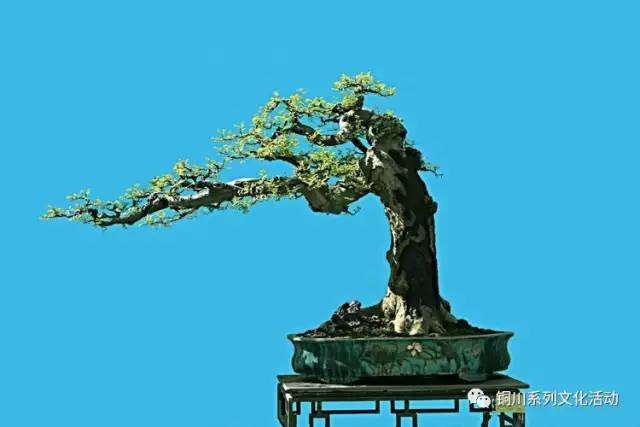 盆景的基本构成与材料有哪些