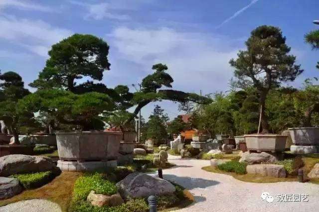 中国汉韵唐风，唐苑盆景欣赏