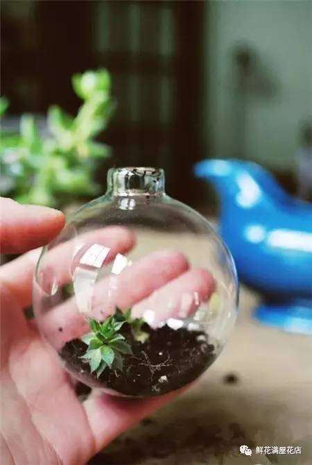 图解 多肉植物盆景怎么制作的方法