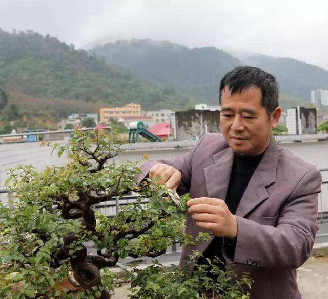 民警盆栽作品展&mdash;&mdash;一盆风景一生心 一树峥嵘映警影