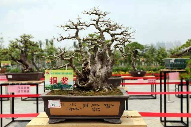 民警盆栽作品展 一盆风景一生心 图片