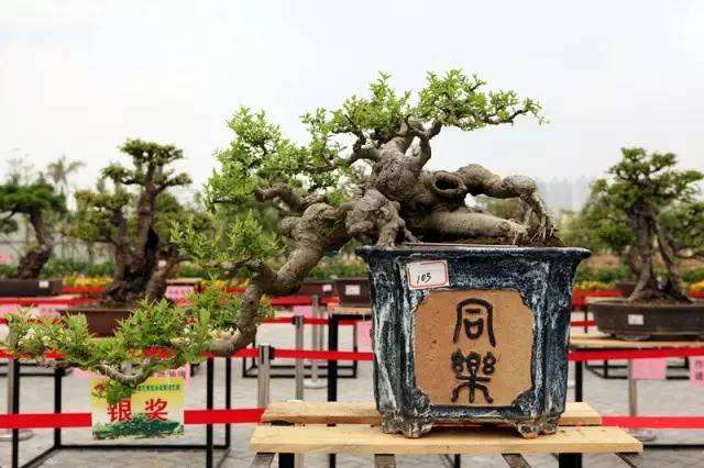 民警盆栽作品展 一盆风景一生心 图片