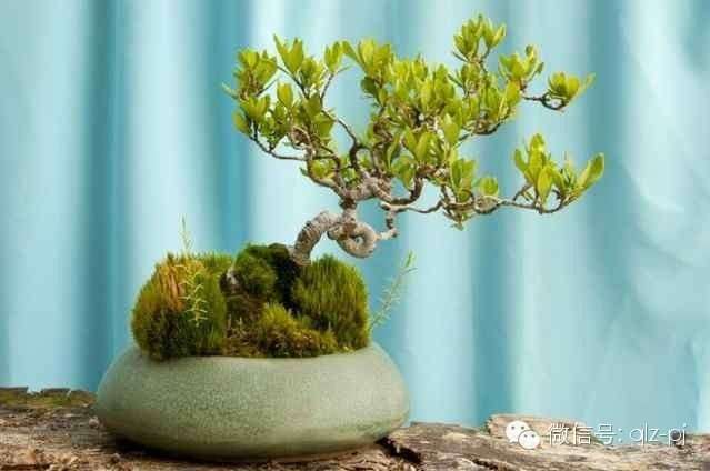 盆景师&mdash;&mdash;林家辉 青龙庄盆景