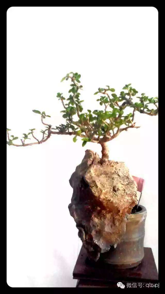 盆景素材实不适用挖掘方式取材