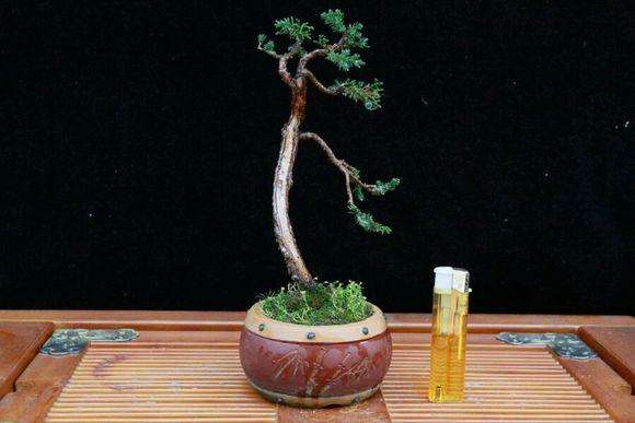 玩盆景的人越发年轻化 锡派&ldquo;微景观&rdquo;传承有希望