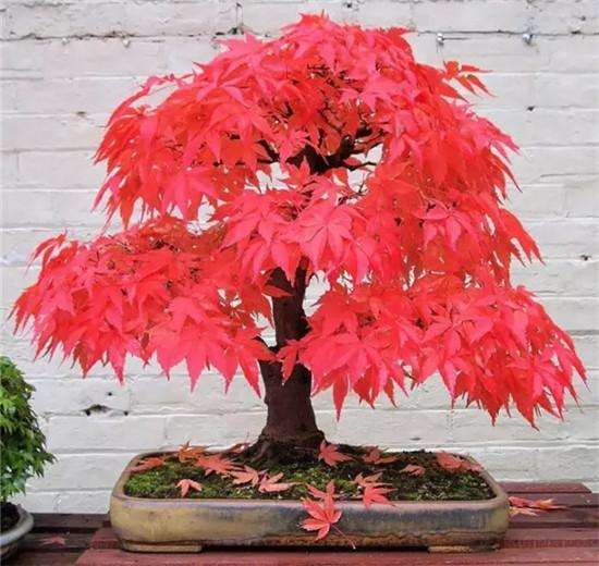 中国近2000年历史的盆景被外国人意淫坏了