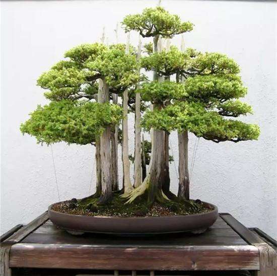 中国近2000年历史的盆景被外国人意淫坏了