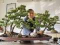 赵庆泉在修剪盆景