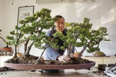 赵庆泉在修剪盆景