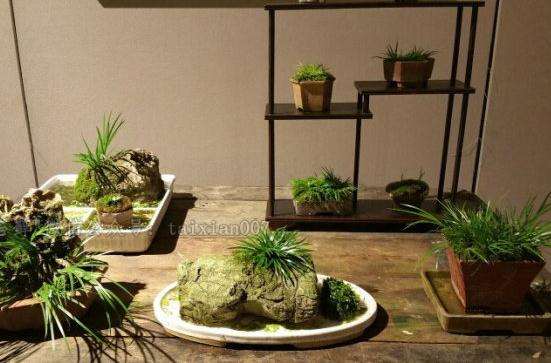 微型菖蒲盆景悄然成新宠 一棵售价五六十元甚至上千元
