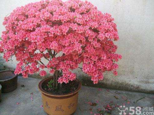 2016土耳其安塔利亚世界园艺博览会在此展示的30多盆盆景