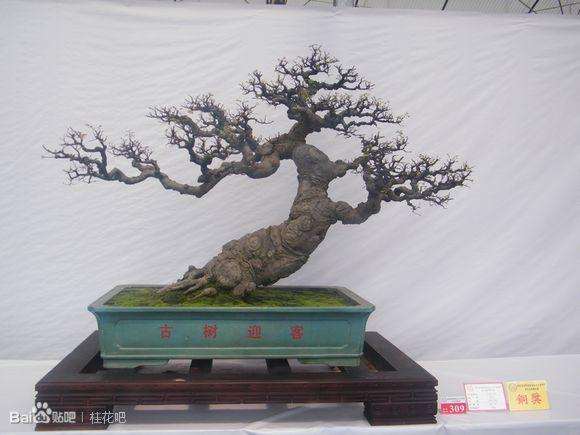 上世纪90年代 中山的盆景艺术曾在民间一度兴盛