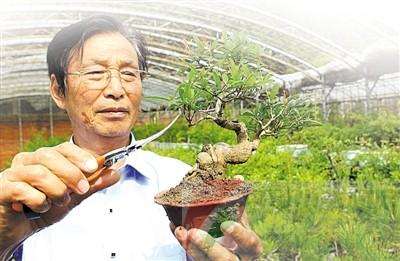 70岁的张富祥在仔细修剪一盆石榴微盆景