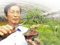 70岁的张富祥在仔细修剪一盆石榴微盆景