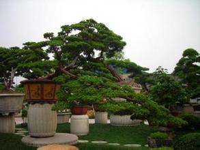 湖州老司机退休后改造盆景 一盆能卖十多万