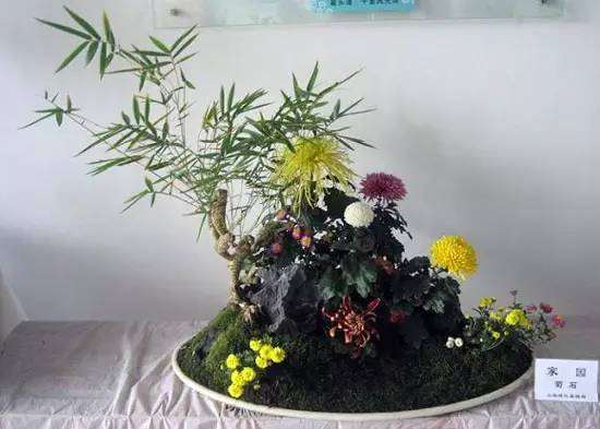 菊花盆景的造型分类与制作方法