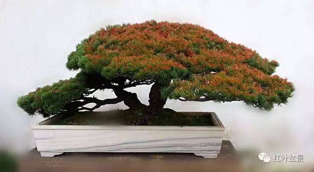 盆景基础：树桩盆景材料选取的基本条件