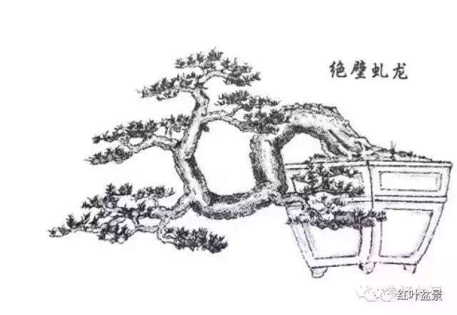 盆景基础：树桩盆景材料选取的基本条件