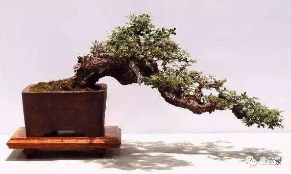 盆景艺术的特点&mdash;&mdash;立体感，时间感