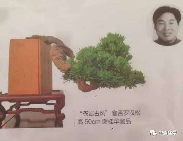 南通艺景轩雀舌罗汉松盆景欣赏