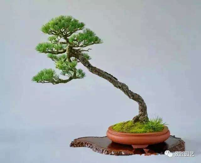 大师级文人树盆景艺术欣赏 图片