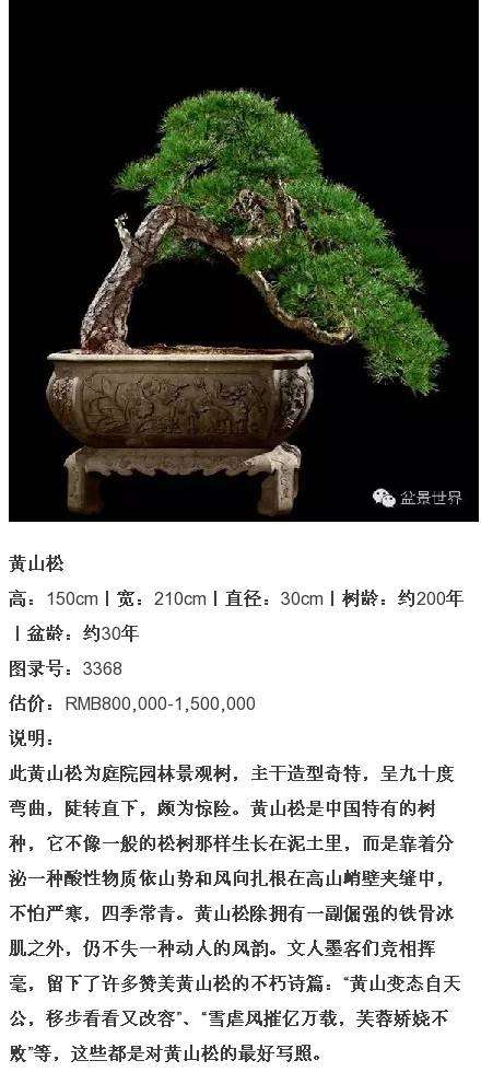 杭州盆景植物拍卖会上 第一名以143万价格成交
