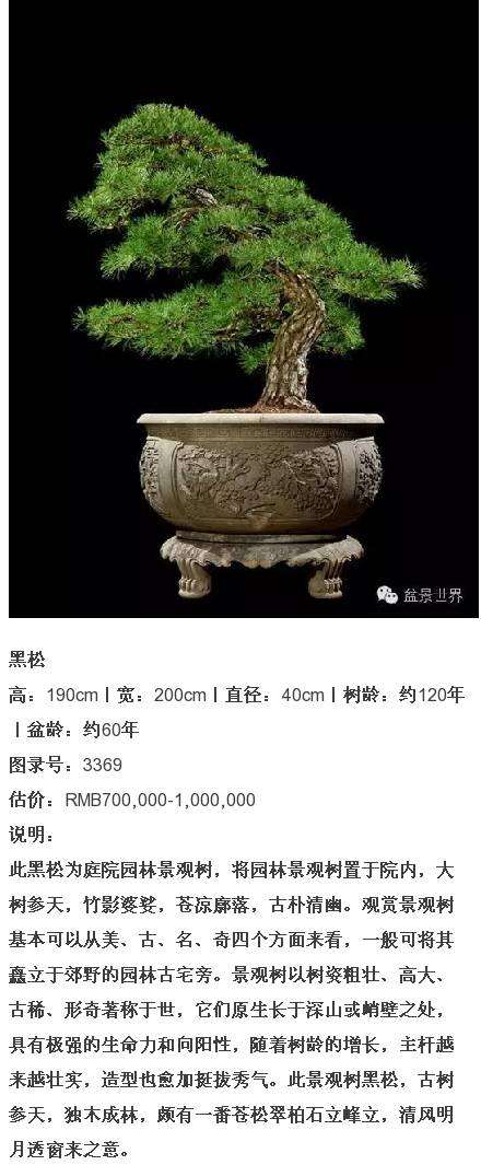 杭州盆景植物拍卖会上 第一名以143万价格成交