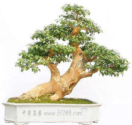 双林盆景小镇面积3.3平方公里 总投资约52亿元【图】