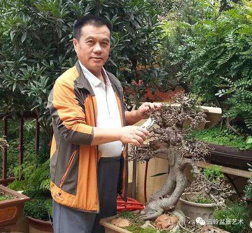 云南盆景艺术大师、中国杰出盆景艺术家韦群杰教授