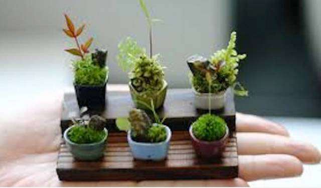 掌上盆景的用材与用盆
