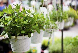 薄荷盆景受追捧可食用可观景