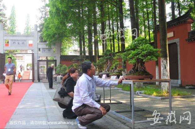 池州举办第三届奇石•根艺•花卉•盆景展