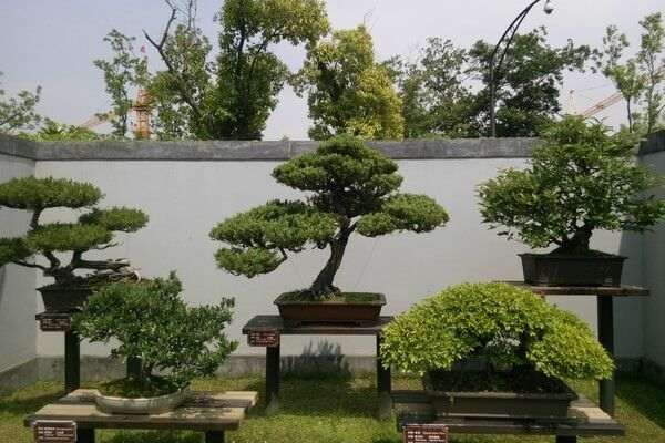 扬州的扬派盆景因其精湛的技艺,典雅的造型
