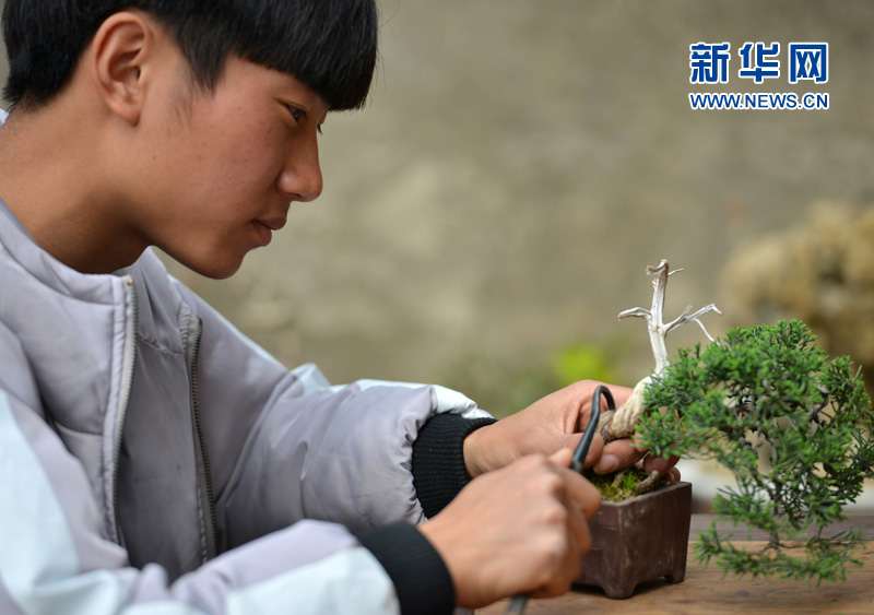 95后小伙微型盆景施展大舞台