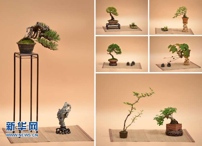 95后小伙微型盆景施展大舞台