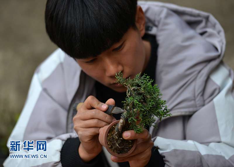 95后小伙微型盆景施展大舞台