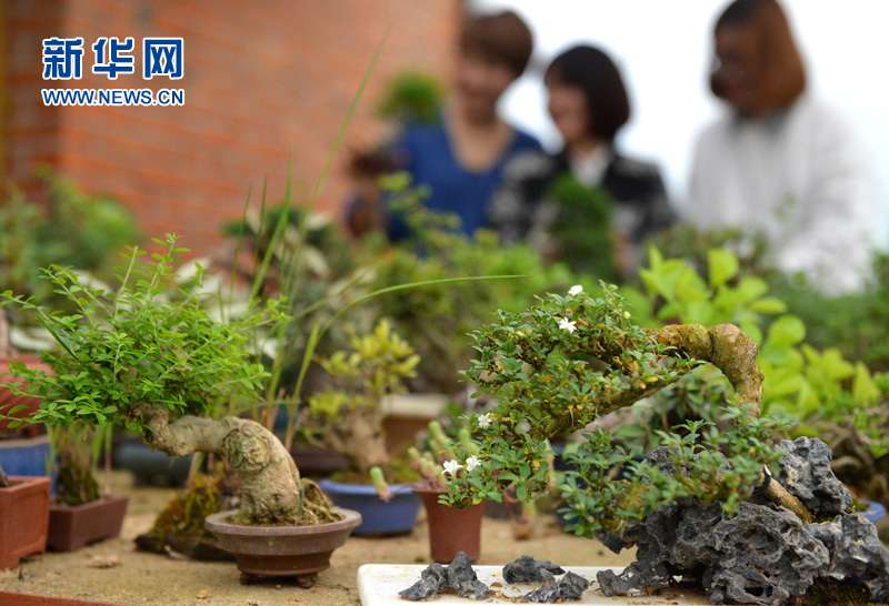 95后小伙微型盆景施展大舞台