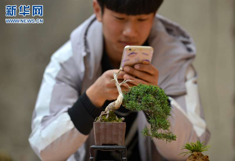 95后小伙微型盆景施展大舞台