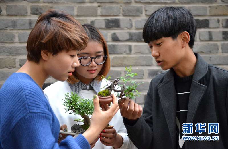 95后小伙微型盆景施展大舞台