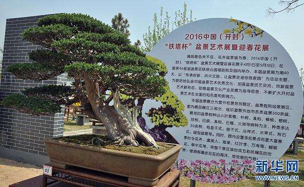 嘉善杜鹃展览忙 共计展出精品杜鹃盆景700余盆