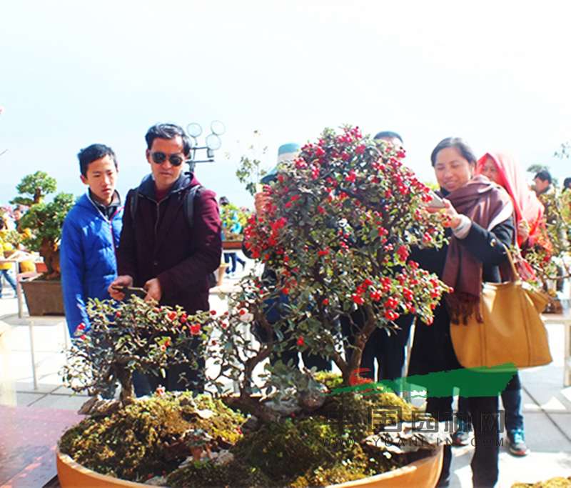云南：大理举办盆景展 共有各类树桩盆景101件