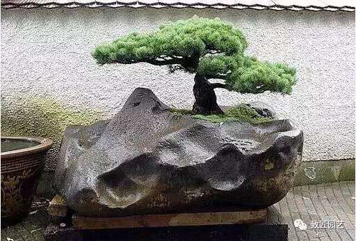 盆景是园林中一部份，是经过艺术处理和园艺技术的加工