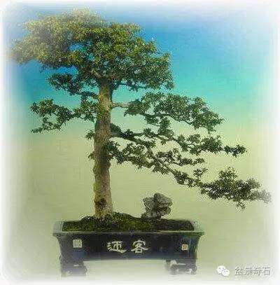 盆景的制作原理