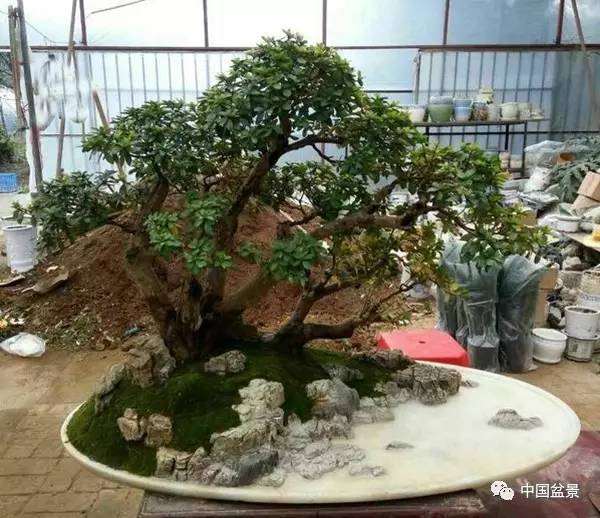 水旱盆景《满江红》制作纪实