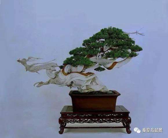 日本在世界盆景艺术发展中占有十分重要的地位