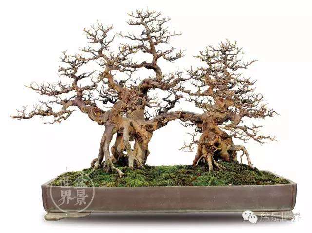 黄就成的盆景艺术世界