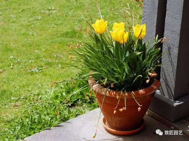 师傅说：盆景也通用的浇水误区