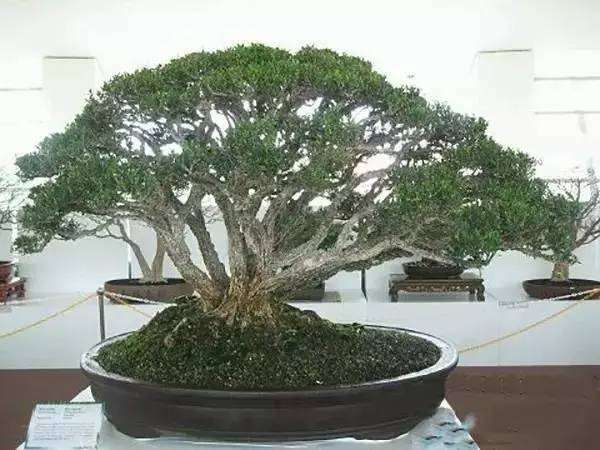 树桩盆景冬季管理大收集丨干货