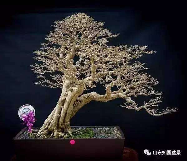 马来西亚盆景展获奖作品